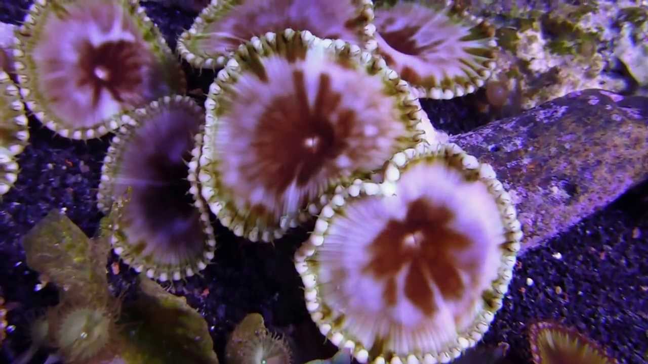 Cinnamon palys & zoas, Blue Bubble Corallimorphs 1113d YouTube