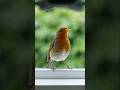 Virtual Reality The Bird Isn't Confused—It's Communicating 🐦🥽 #VirtualReality #BirdFacts#WildlifeVR