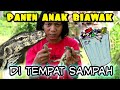 PANEN BABY BIAWAK DI SUNGAI YANG BANYAK SAMPAH NYA