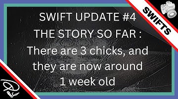 Watching SWIFTS NESTING (Apus apus) Part 4