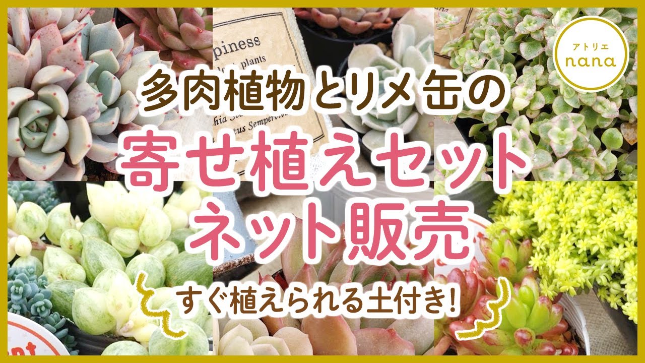 多肉植物】多肉植物とリメ缶の寄せ植えセット販売！ - YouTube