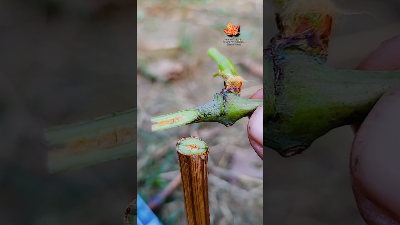 Grafting grapes secret tips that everyone don't know| 