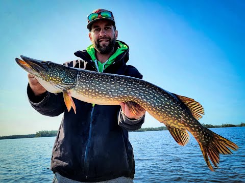Pêche au doré Chibougamau 2021