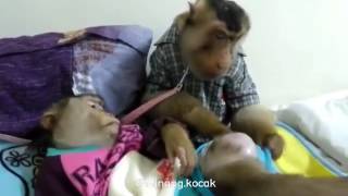 ibal dan icha minang kocak