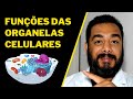 Organelas Celulares e Suas Funções | Partes das Células | Estrutura e Fisiologia Celular