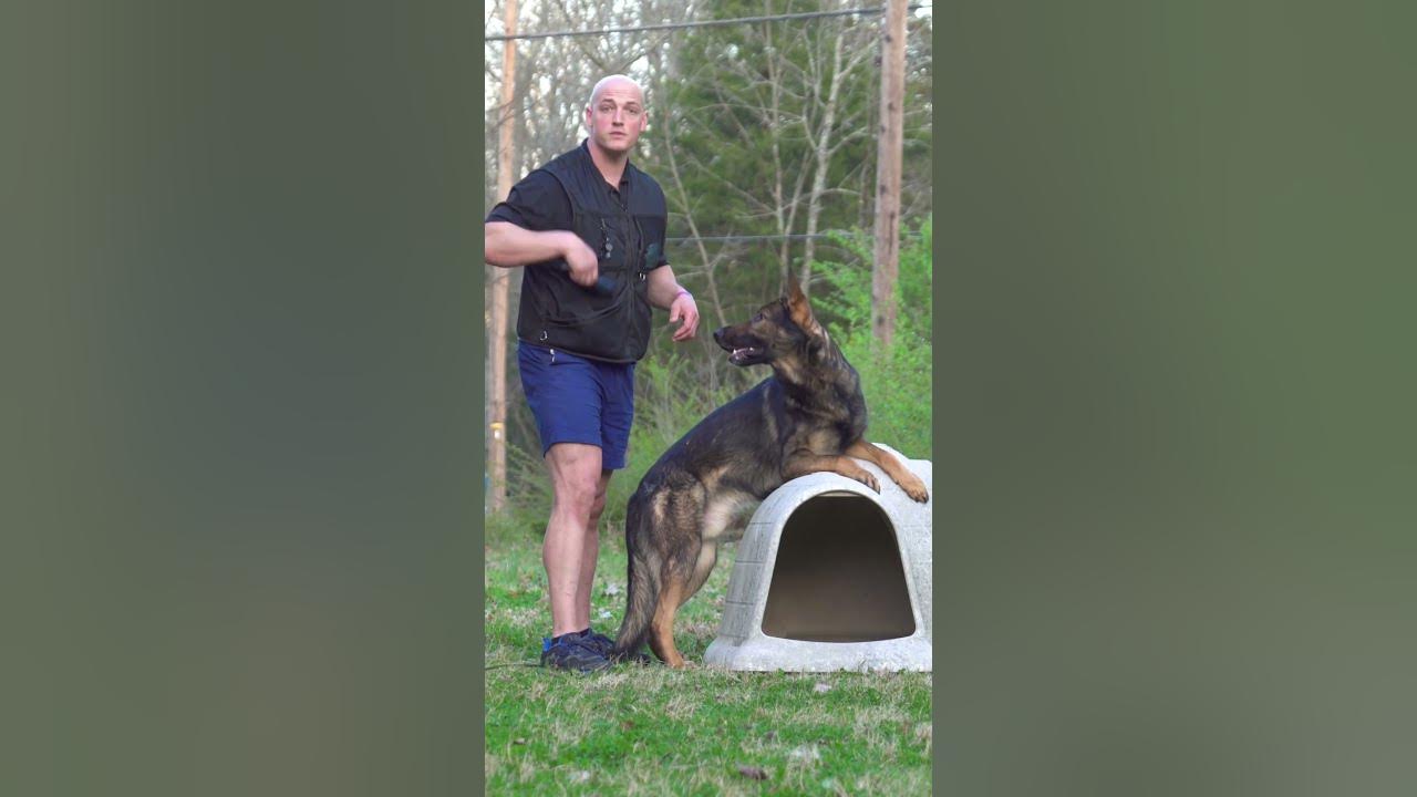 When grooming double coated dogs use an undercoat rake or slicker brush