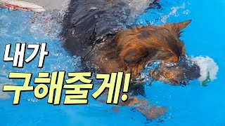 강아지가 물에 빠진 친구를 구하려고 물에 뛰어들었어요!!