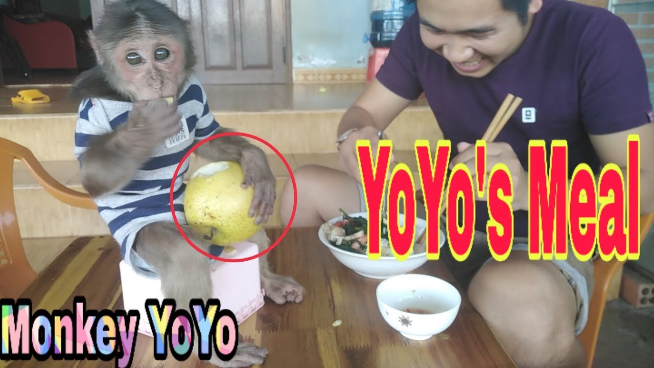 Питание Monkey Baby Йойо и папа | Маленькая обезьянка ест большие груши