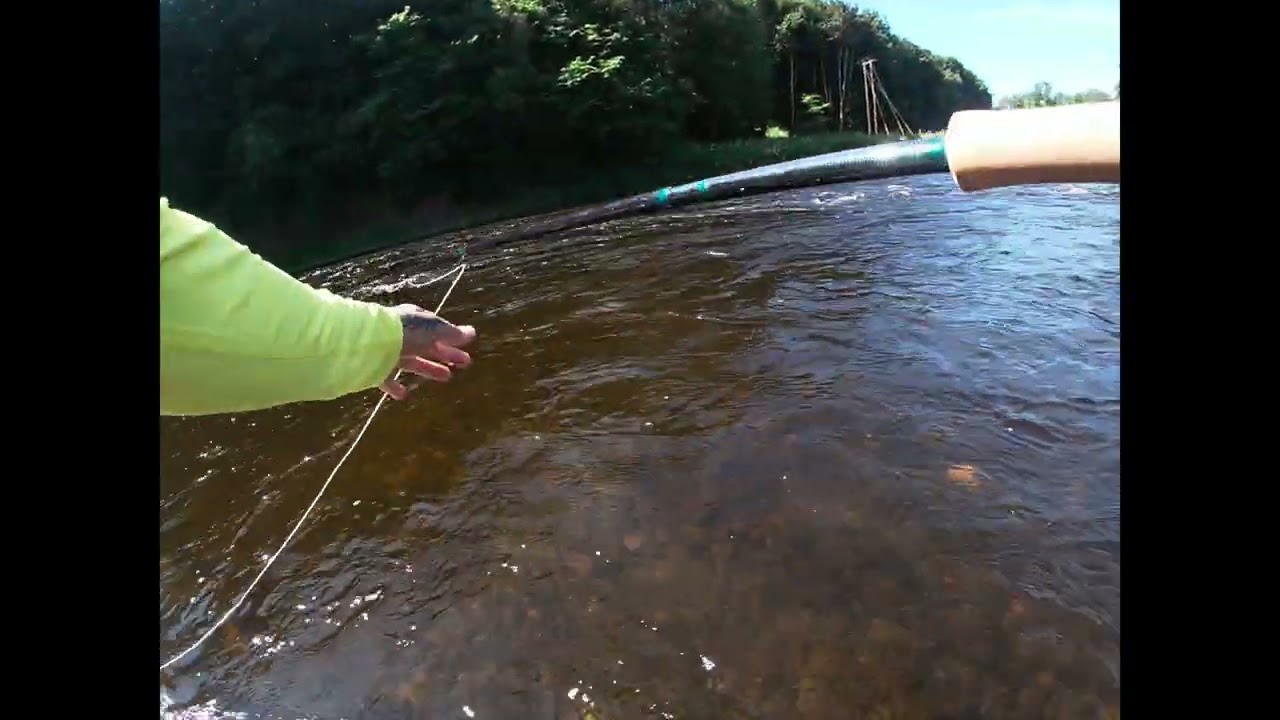 Salmon fishing on the river tweed 