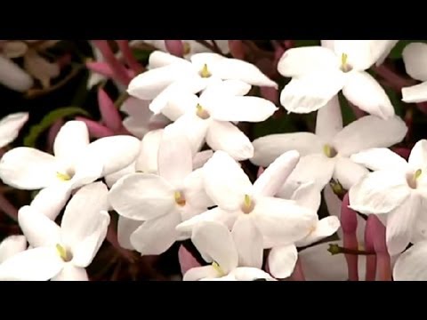 Jasmine