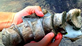I FOUND AMAZING FOSSIL BONES! Fossil Hunting Finds