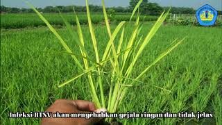 Pengendalian Penyakit Tungro (Rice Tungro Bacilliform Virus (RTBV)) Pada Tanaman Padi II Kelompok 1