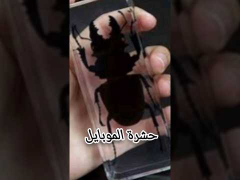 حشرة الموبايل ظهور حشرة فى الموبايل حقيقة أم وهم