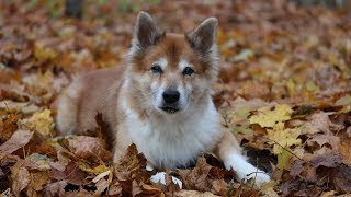 Morning Walk | Canon 80D + Zhiyun Crane V2 | Hötti the Icelandic Sheepdog