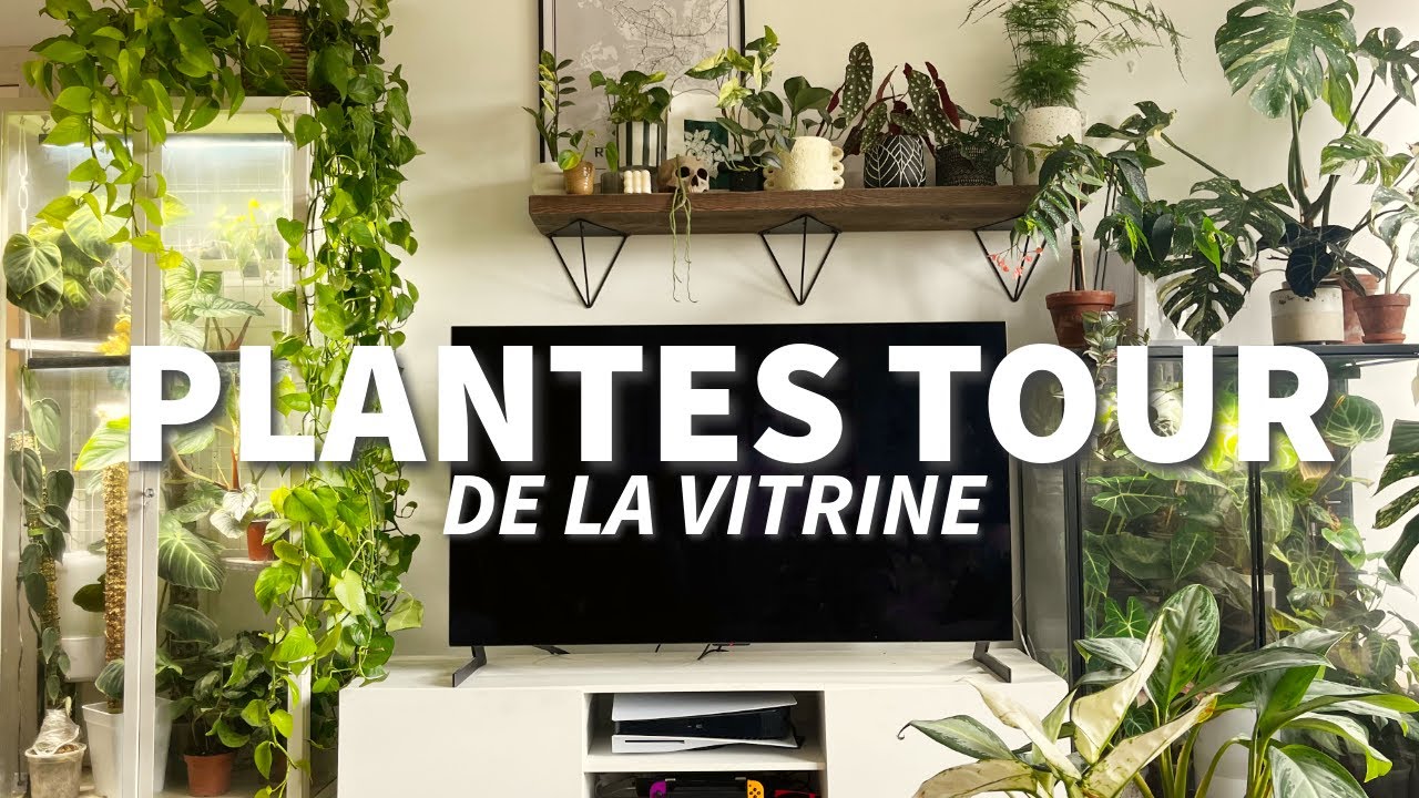 🌿 PLANTES TOUR DES VITRINES 🌿