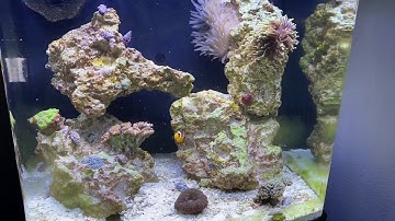 Check out the progression of my 16 gallon biocube and 180 gallon cichlid tank. From month 1 to 8!