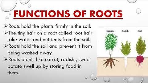 GRADE 3 CH 13 STRUCTURE AND FUNCTIONS OF PLANTS PART 1