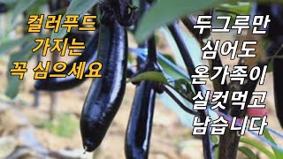 가지재배, 주말농장 초보자를 위한 
