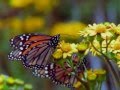 monarch butterfly amazing migration