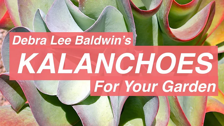 Kalanchoe species and cultivars: 40 varieties for ...