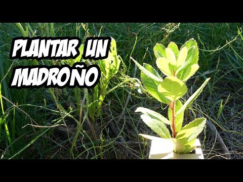 COMO PLANTAR UN MADROÑO 🌳 | Paso a Paso | La Huerta de Ivan