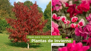 Ideas para renovar el Jardin en Invierno. Flores y plantas de temporada fría. by Plan Diseño 253 views 4 weeks ago 4 minutes, 34 seconds