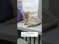 Жми лайк, подписывайся#cat #кот #животные #приколы #юмор #смешно #ai #рекомендации #вреки #animal