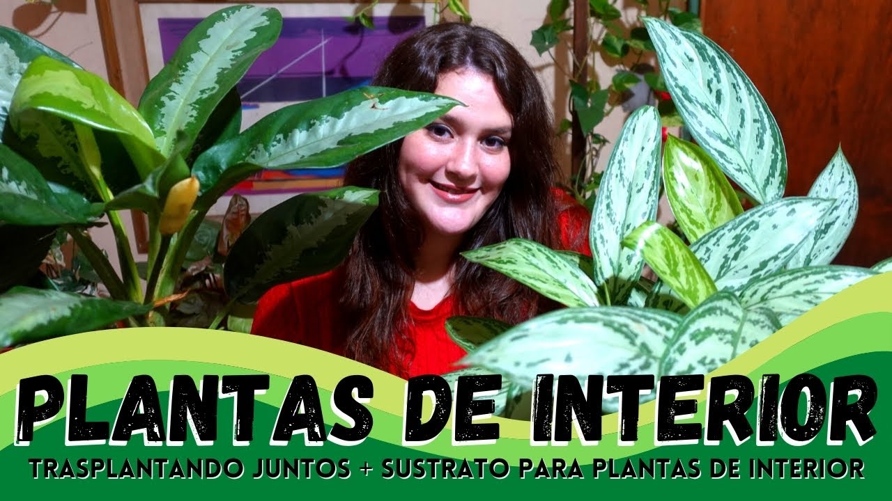PLANTAS DE INTERIOR: Sustrato paso a paso + Trasplante #YoAmoLasPlantasTropicales