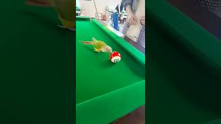 This parrot has completely mastered playing billiards. #birds #parrot #parrots #pets #shorts