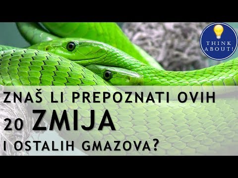 Prepoznavanje zmija, kornjača i guštera - Think About