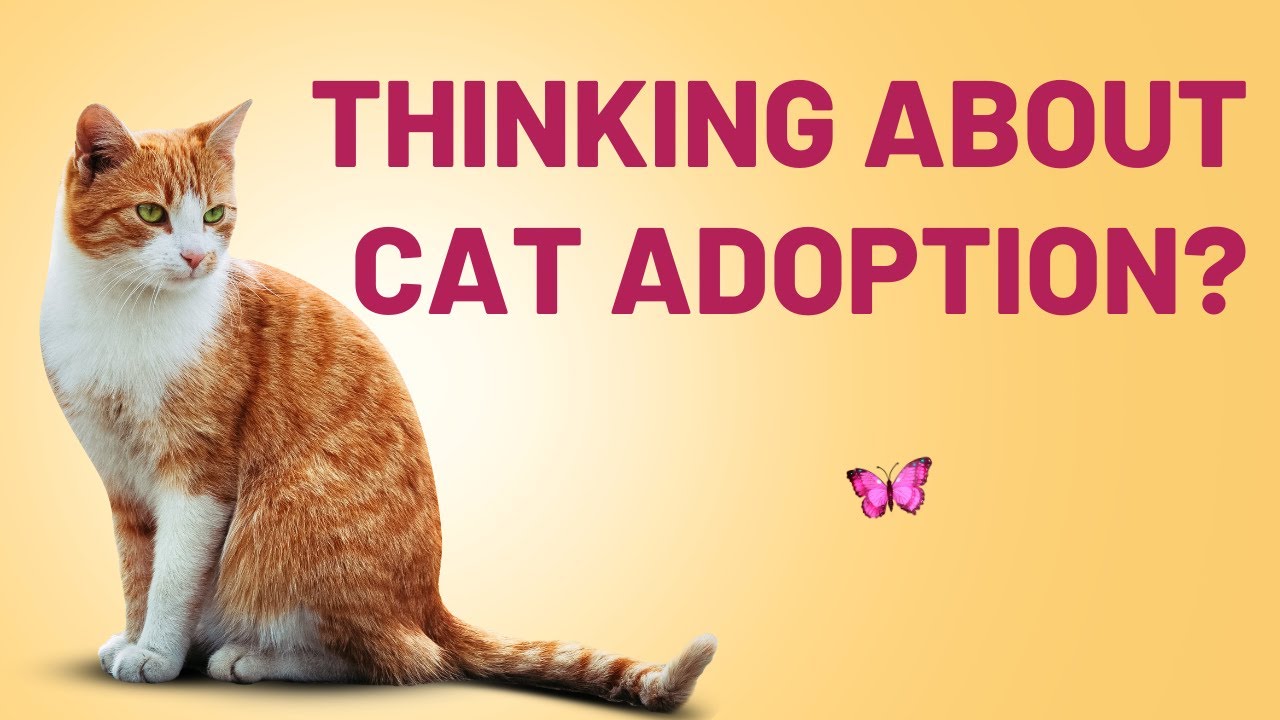 Thinking About Cat Adoption? Here's What You Need to Know! Cat Adoption ...