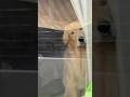 おかえりー！ #大型犬 #ゴールデンレトリバー