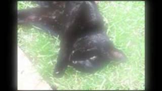 Procrastination Of Beauty, Roses And Cats