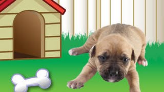 Animal Planet Hide & Seek Pets Part 1 - top app videos for kids screenshot 5