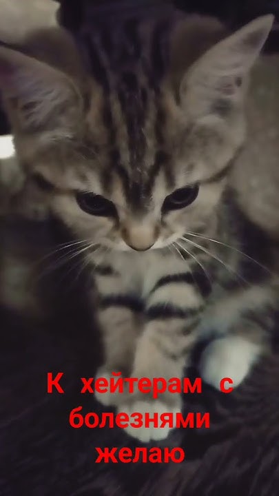 #мем #котята #kitten #cat - YouTube