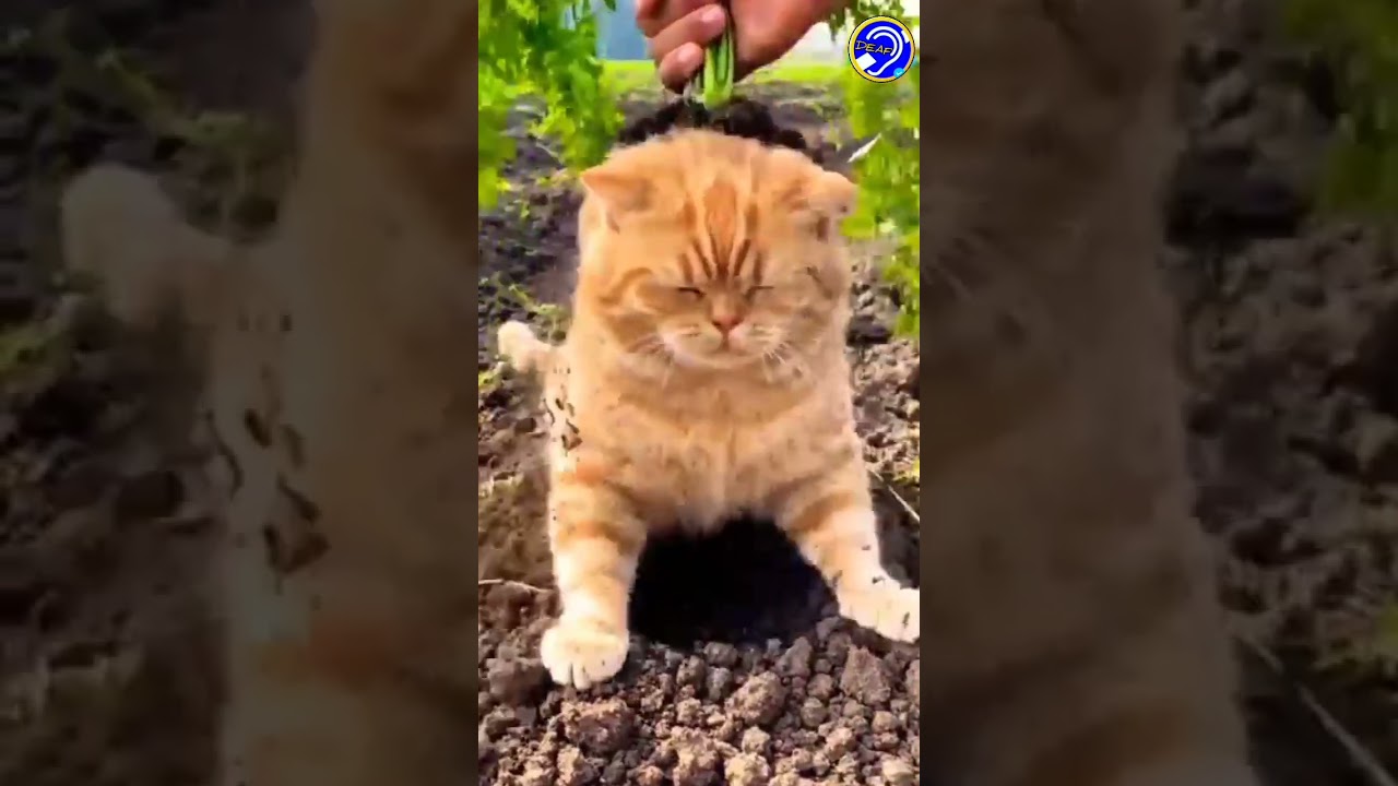 Бап Ри 😂🙉 ||unkar_deaf_07|| 