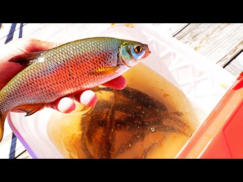 STOP PAYING FOR LIVE BAIT! How To Catch SHINERS!! (EASY) 