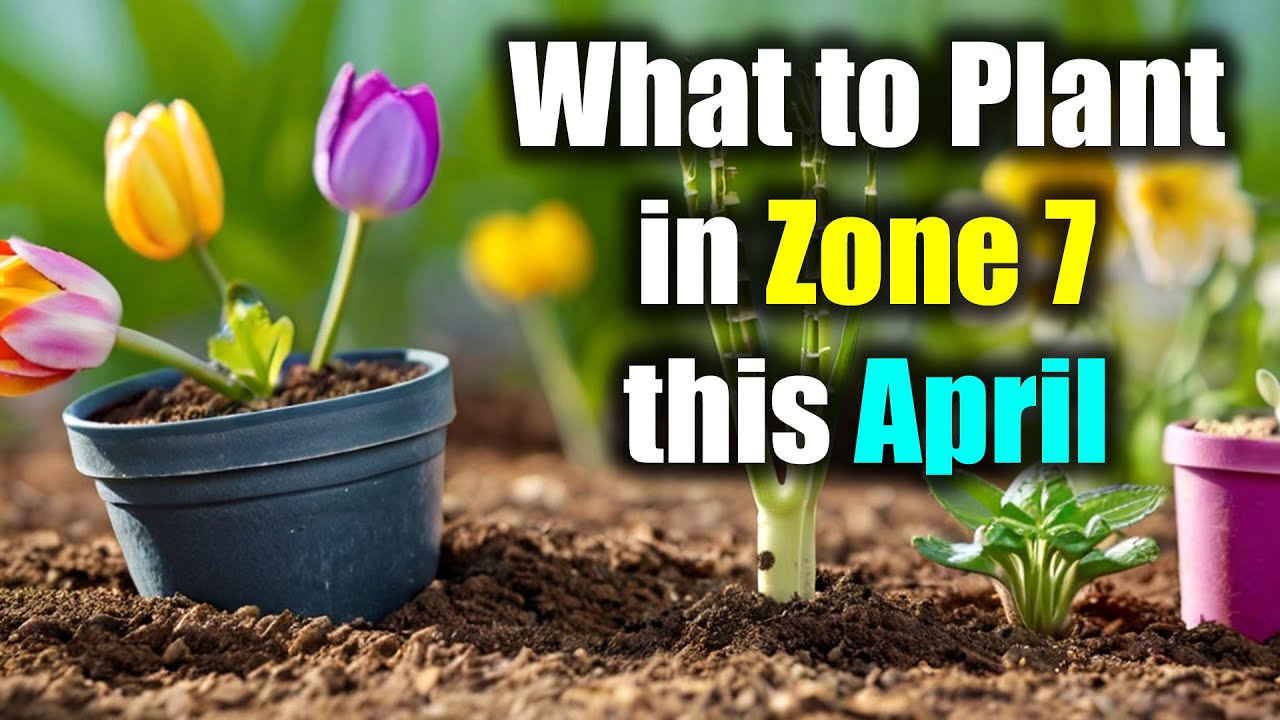 What to Plant in Zone 7 this April Zone 7 Gardener's Guide to April Planting Success YouTube