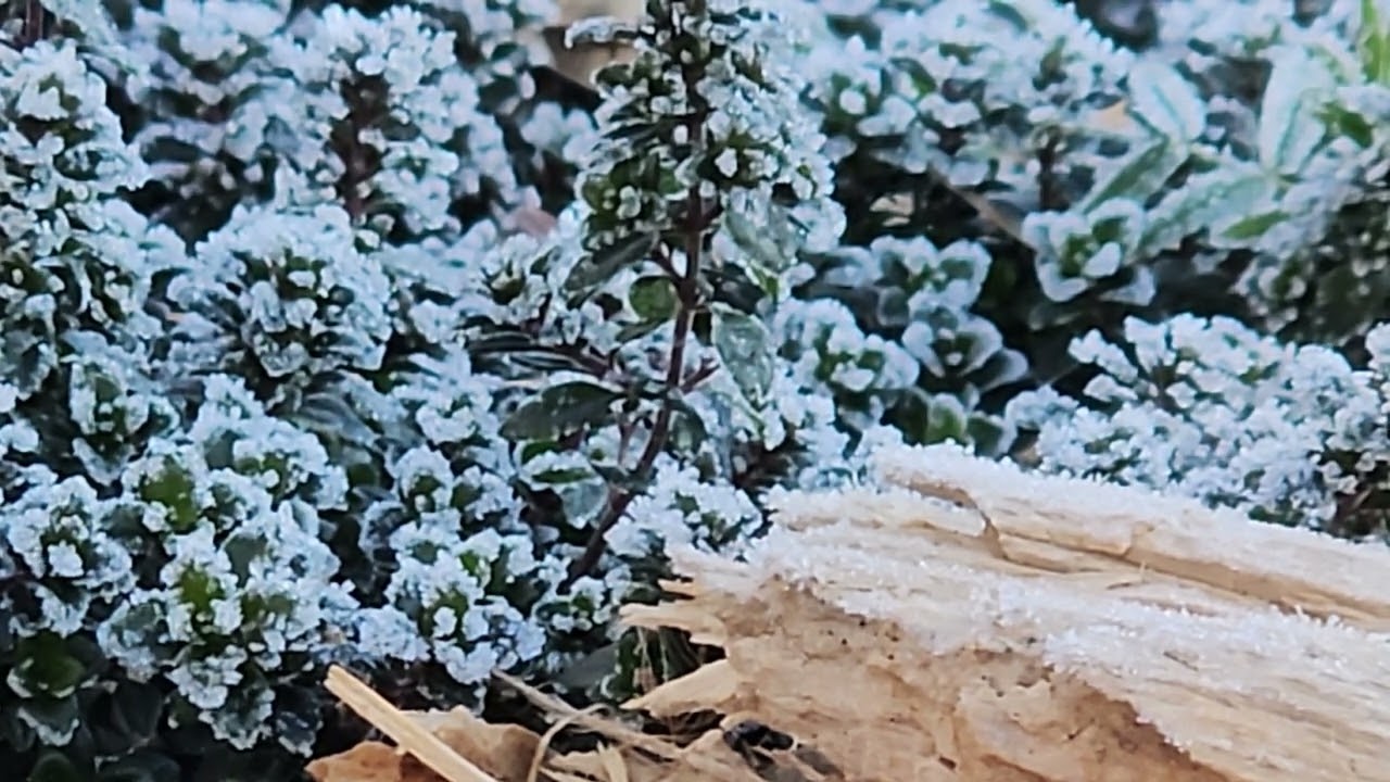 Quiet Moment When Winter Lets Go ❄️☀️🍃 Frosted Herbs Melting in Morning Sun | 1 Hour Nature Ambiance