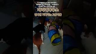 #마리네하우스♡ #집사만 기다리는 고양이들 #고양이집사 #고양이 #cat  #catshorts #고양이일상 #길냥이구조 #길냥이치료 #알고리즘 #길냥이입양  #집사만기다리는고양이