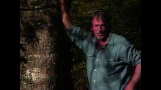 Waycross - Swampwise