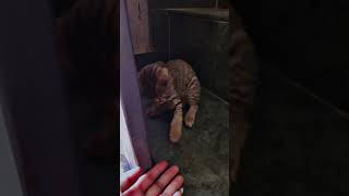 Manku😘#YouTube #Cat #Viral #CatVideo #ViralCats #view #FelineFun#view#CatWorld#shorts#subscribe