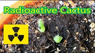 Radioactive Cactus Experiment 1 Year Update Uranium Fiestaware Eye-On-Stuff
