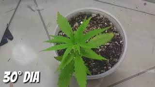 CULTIVO CASEIRO DE CANNABIS SATIVA - 5° SEMANA