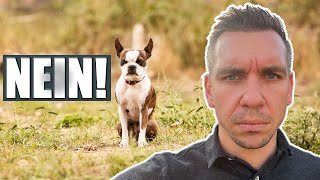 Hund Begrenzen - Sollte Man Das Tun?