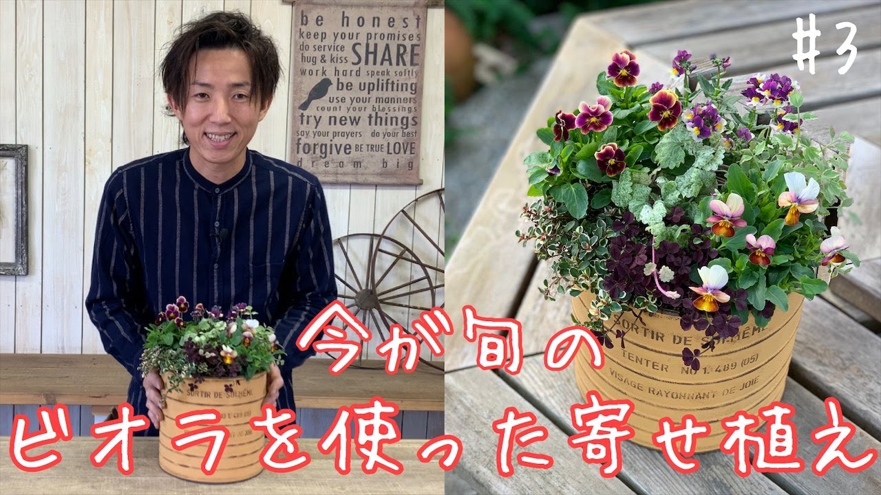 ビオラ 今が旬のビオラを使った寄せ植え Youtube