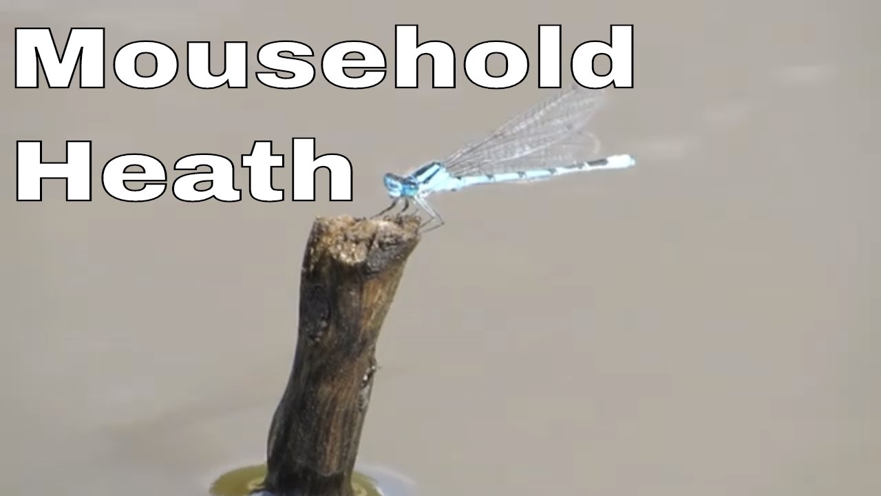 The wildlife of MOUSEHOLD HEATH - Norwich!