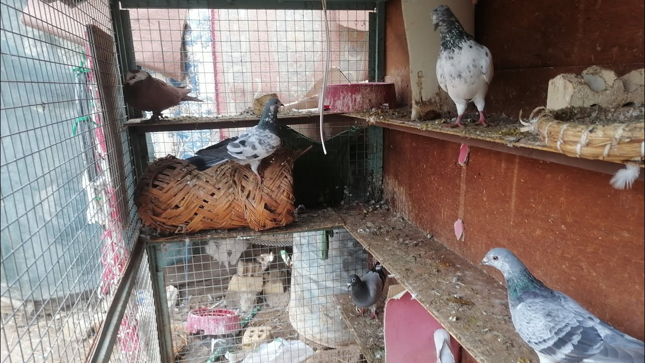 شتكولون يرجع الباكستاني لو لا؟ 