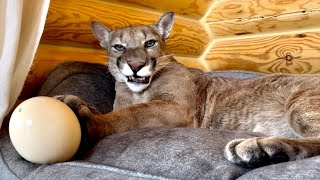 Puma Messi hissed at an ostrich egg! Messi didn't appreciate the jokes.