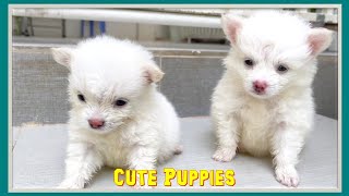 Cute puppies video compilation #dogs #puppies